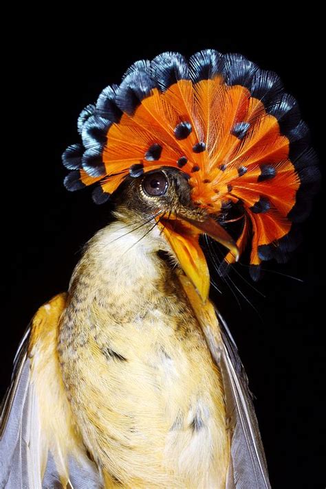 Amazonian Royal Flycatcher Photograph by Dr Morley Read - Pixels