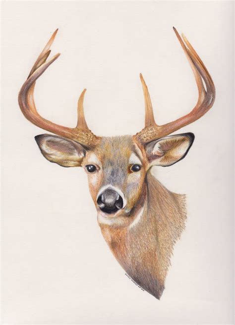 White-tailed Deer Illustration Painting by Gustavo Morejon | Saatchi Art