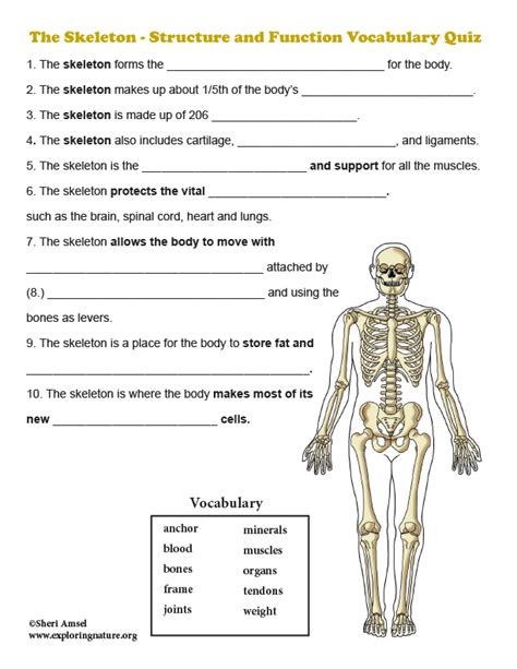 Skeleton Human Body Anatomy Quiz - Free Printable Worksheet