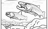 Brook Trout Sketches Sketch Coloring Page sketch template