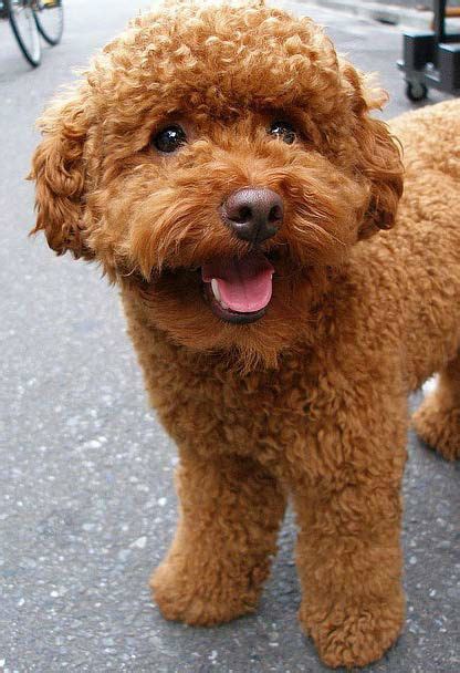 Red Poodle Pictures, Photos, and Images for Facebook, Tumblr, Pinterest, and Twitter