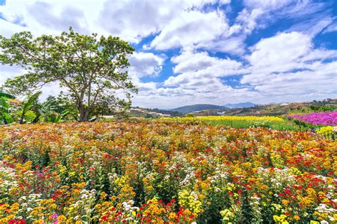 Why Flowering Plants Need Pollinators