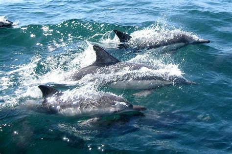 Pod of Dolphins Saved Swimmer from a Lurking 6-Foot Great White Shark: Why Are These Predators ...