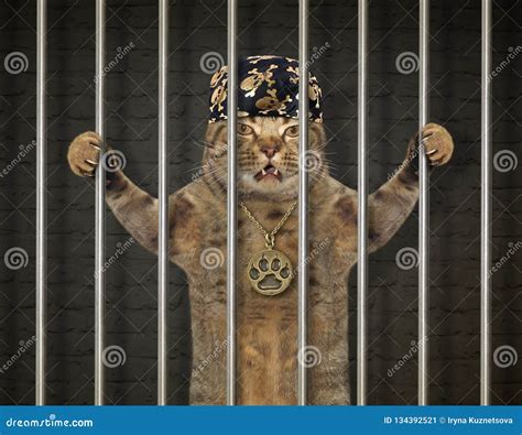 Cat bandit behind bars stock image. Image of heist, humor - 134392521