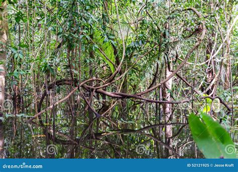 Jungle Vines Stock Photo - Image: 52121925