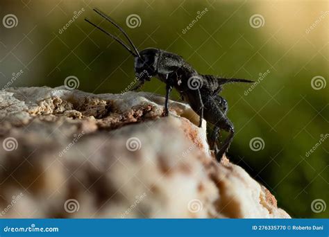 Gryllus bimaculatus stock photo. Image of food, isolated - 276335770