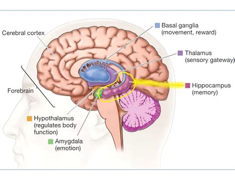 Exercise & Memory Function