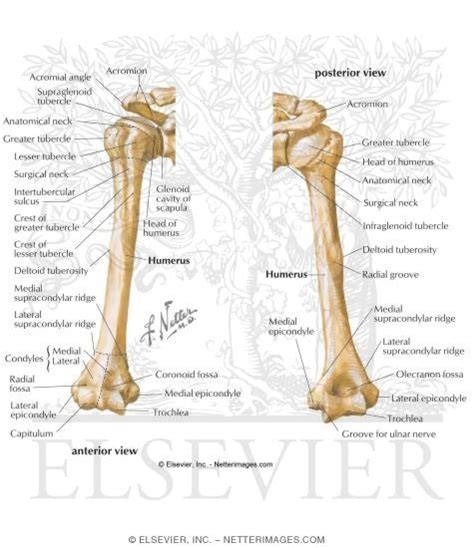 Osteology: Anterior and Posterior View of the Humerus