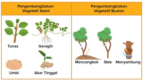 Buatlah ringkasan yang memuat informasi dari teks ...