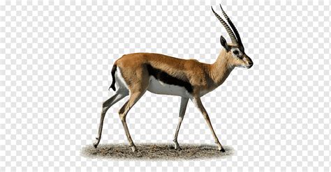 Gazelle Impala Antelope, gazelle, mammal, animals, cow Goat Family png ...