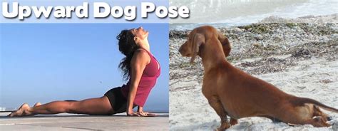 Animals Demonstrating Funny Yoga Poses (27 pics) ~ Cute Animals 4 You