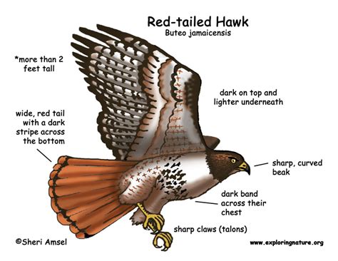 Hawk (Red-tailed)