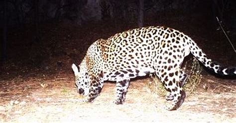 Rare sighting: Possible 2nd wild jaguar spotted in Arizona