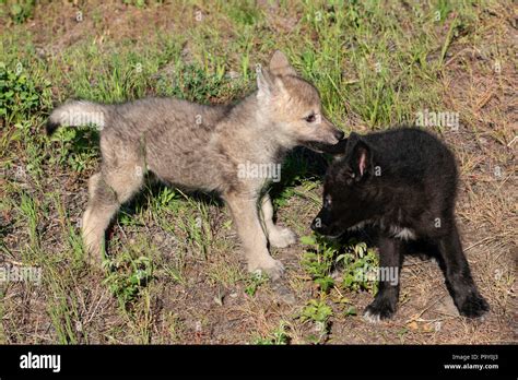 Two Playful Baby Wolves Stock Photo - Alamy