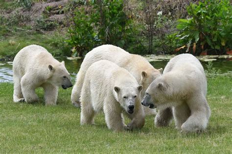 Yorkshire Wildlife Park polar bear mum and her three baby cubs arrive ...