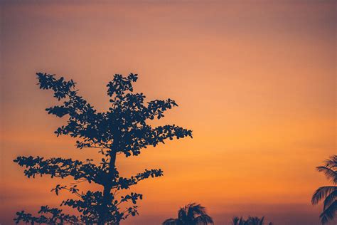 Silhouette of a Tree during Sunset · Free Stock Photo