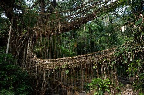 The double-decker (Umshiang) living root bridge in Northeast India ...