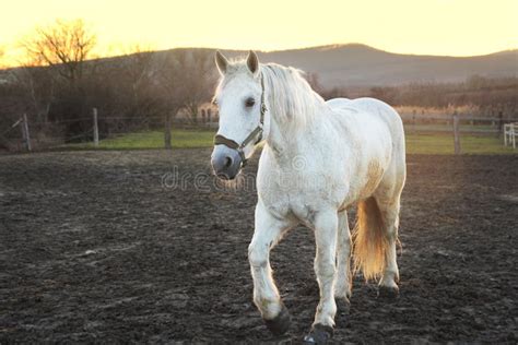 White horse in sunset stock image. Image of domestic - 39056317