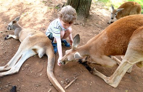 A Day At Kentucky Down Under Adventure Zoo - Brownie Bites Blog