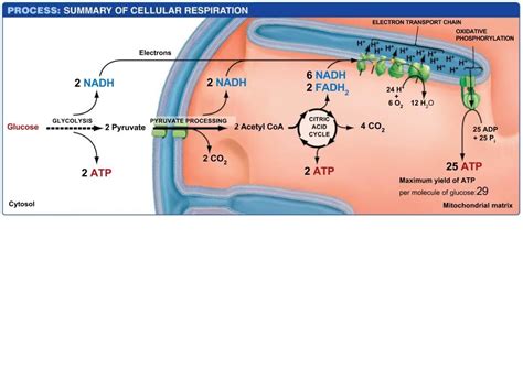 Summary of Glucose Oxidation Diagram | Quizlet