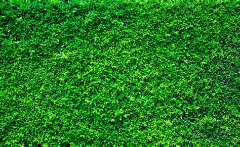 Premium Photo | A close up of a green grass background