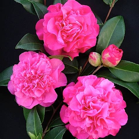 3 X CAMELLIA WILLIAMSII 'DEBBIE' BUSHY EVERGREEN SHRUB HARDY PLANT IN POT