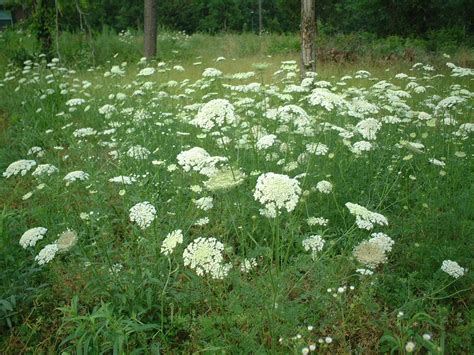 Photography Blog: Wild Carrot Flower