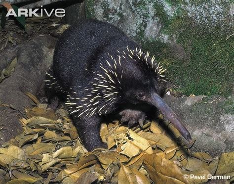 Endangered Strangers: The Long-Beaked Echidna