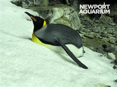 Newport Aquarium penguins gear up for their winter | Aquarium Works