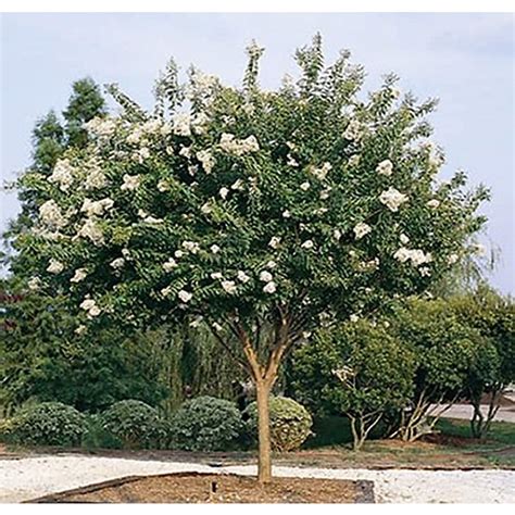 Monrovia 3.58-Gallon White Natchez Crape Myrtle Flowering Tree at Lowes.com