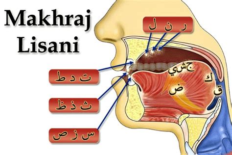 5 Bahagian Makhraj Huruf Yang Perlu Anda Tahu