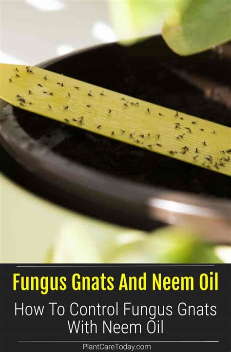 Does Neem Oil Kill Fungus Gnats? Neem Oil For Gnats - The Pro Garden