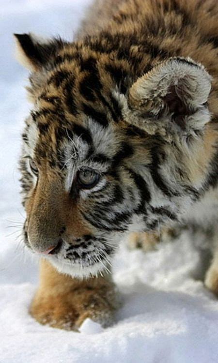 Baby tiger | Big cats, Animals, Wild cats