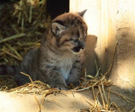 Puma Cubs Greet the Day in the UK - ZooBorns