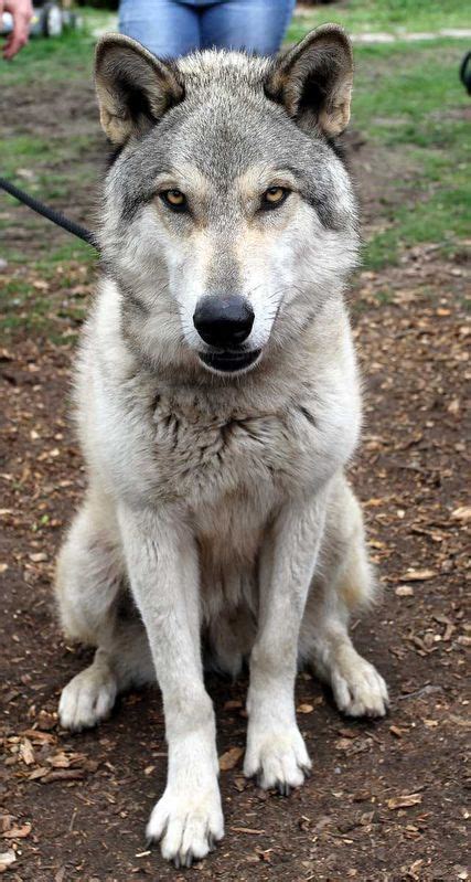 59 best images about Wolf Hybrids on Pinterest | Wolves, Husky wolf mix and Wolfdog