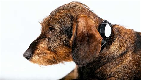 Things To Consider When Purchasing A GPS Tracker For Dogs – Top Dog Tips