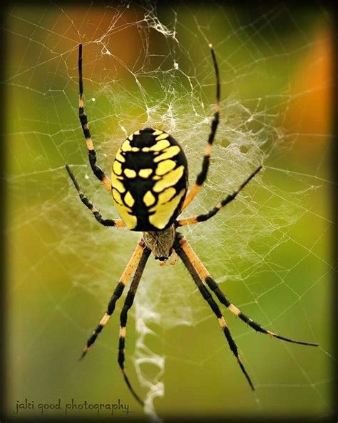 Pin on in a garden of yellow | Spider, Garden spider, Arachnids