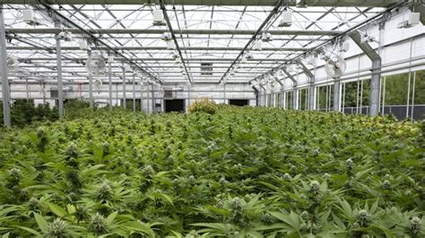 Best Strains To Grow In A Greenhouse in 2024 - Indoor Cannabis Strains