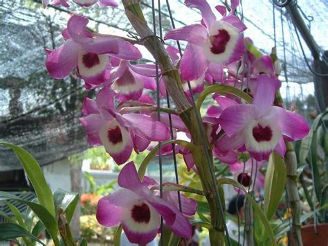 Jenis-jenis Anggrek Dendrobium Spesies beserta Gambarnya - Nugraha Orchid