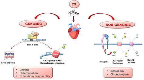 Frontiers | Cardioprotection and Thyroid Hormones in the Clinical Setting of Heart Failure