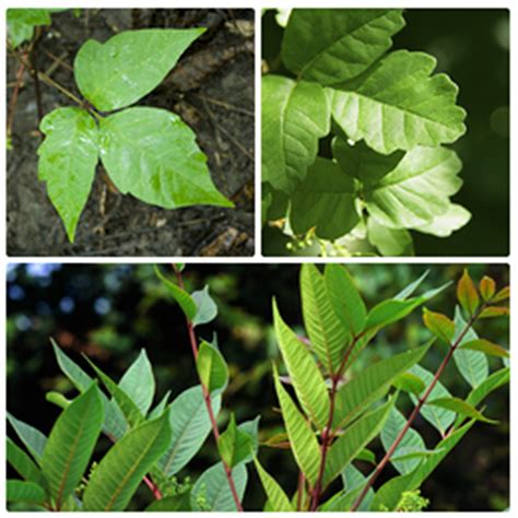 How to ID poison ivy, oak and sumac (Garden Talk) - al.com