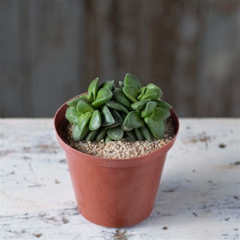 Crassula springtime – Fatty Plants Nursery