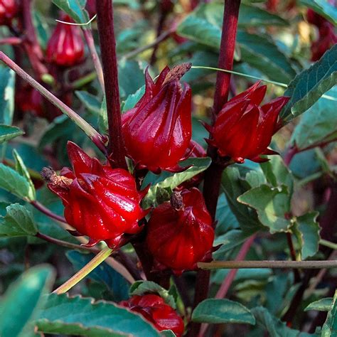 Roselle a.k.a. Jamaican Sorrel or Florida Cranberry — Native Nurseries