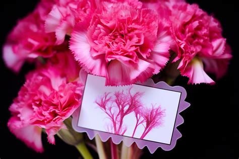 Thank You Card For Carnations Background, Family Month, Thanks, High Resolution Background Image ...