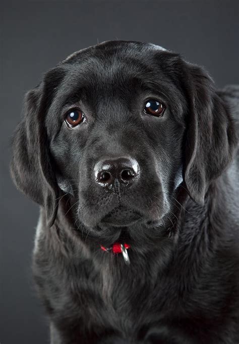 Black Lab - Your Guide To The Black Labrador Retriever | Black lab puppies, Black labs and Labs