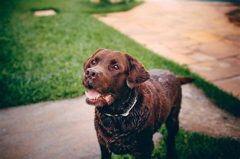 7 Brown Dog Breeds That Will Make You Bark with Joy