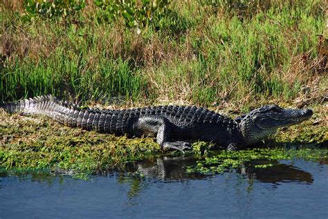 Mosquito Lagoon & Indian River Wildlife Gallery