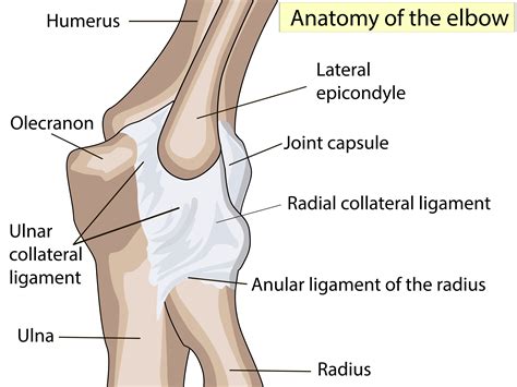 Your Quick UCL Rehabilitation Guide - Performance Health Academy