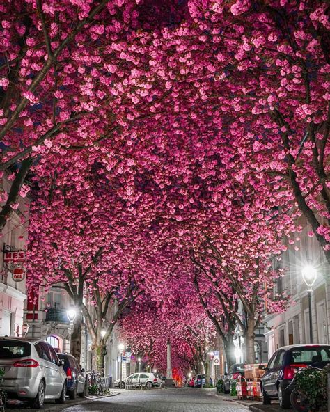 Cherry Blossoms in Bonn, Germany | Cool places to visit, Bonn, Instagram