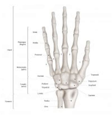 51+ Diagram Of Finger Bones - SaifeSatvir